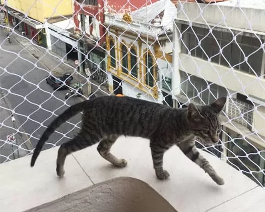 Gato próximo a janela protegida por rede de proteção
